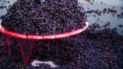 svinatura uve vino rosso