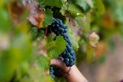 ripe grapes italian red wine harvest