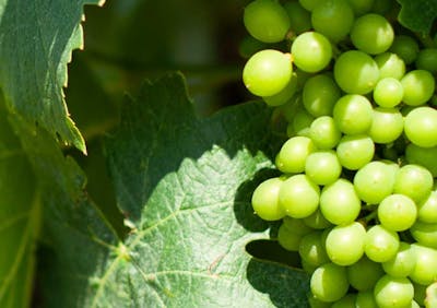 uva bianca toscana maremma tenuta casadei