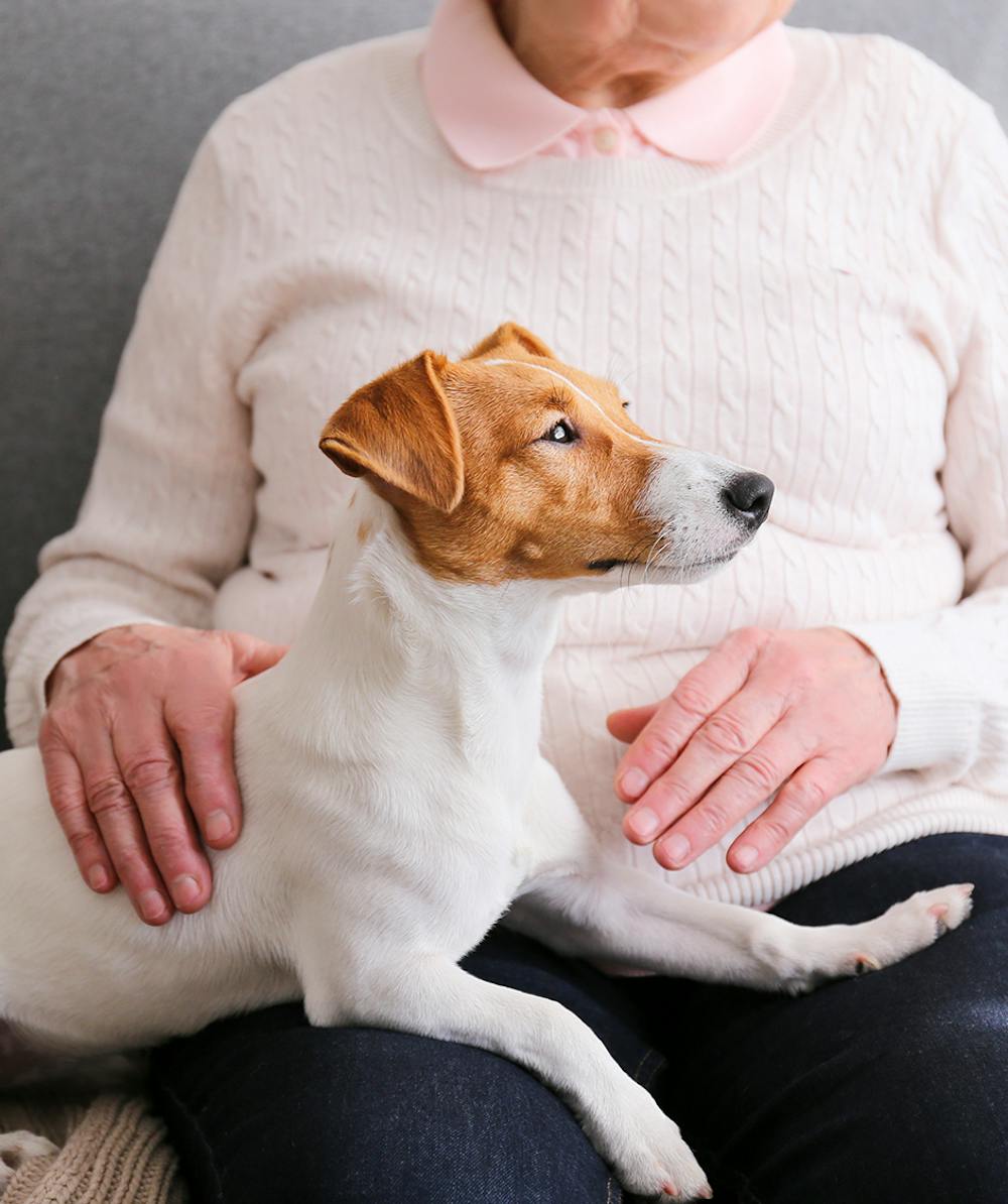 Puppy on patients lap