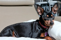 Pet Therapy for Cancer Patients
