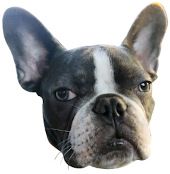 Picture of the our Head of Barketing, Freud.