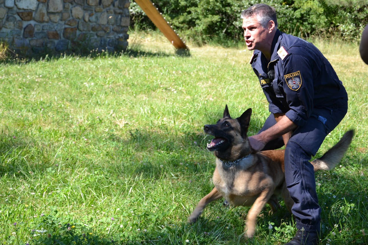 hundbeimtraininghires
