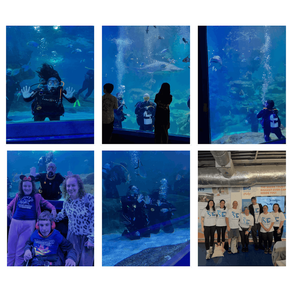 Taking the plunge into shark-infested waters for Stick ‘n’ Step!