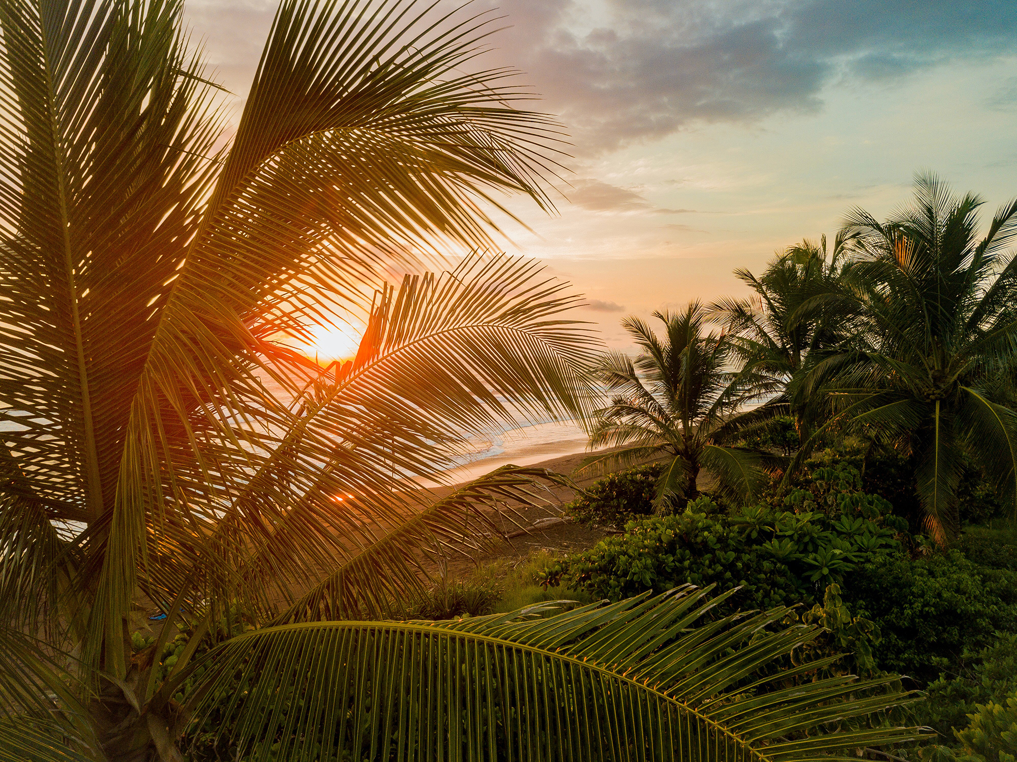 Sun shining through palm leaves