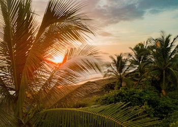 Sunset shining through palm trees on beach
