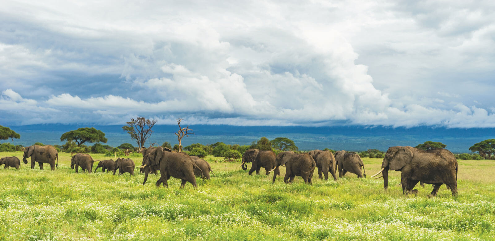 Herd of elephants in field