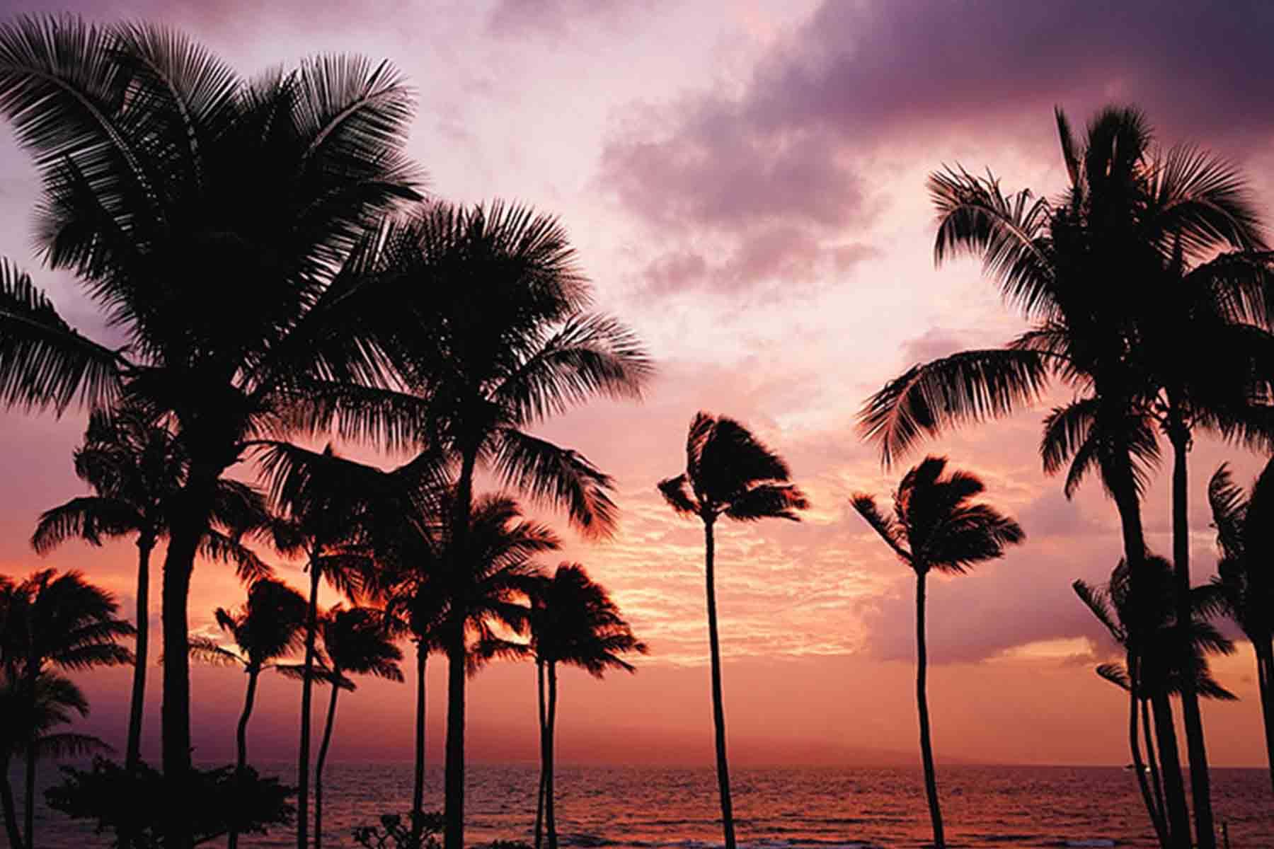 Palm trees on beach with purple sunset