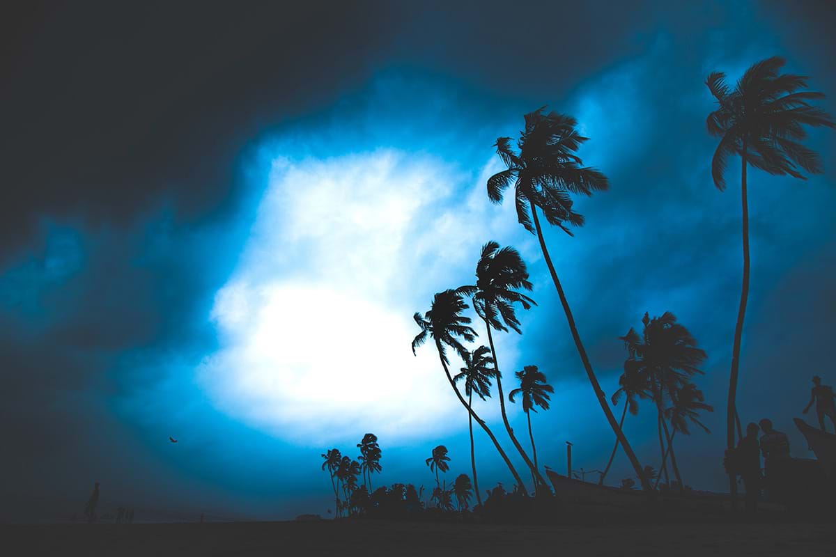 Palm trees blowing with dark blue sky