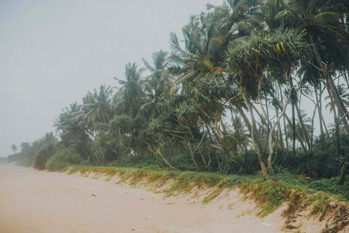 Row of palmtrees on beach during storm