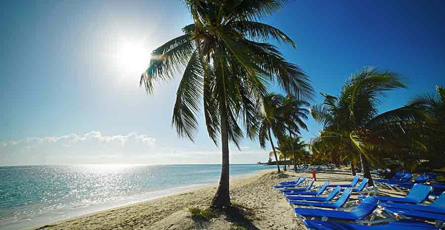 Palm trees on beach on sunny day