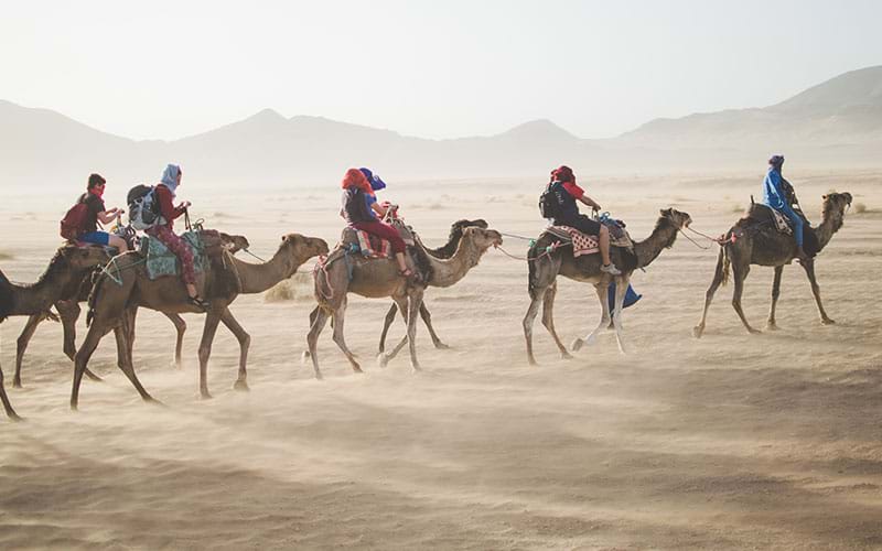 Group riding camals through the desert