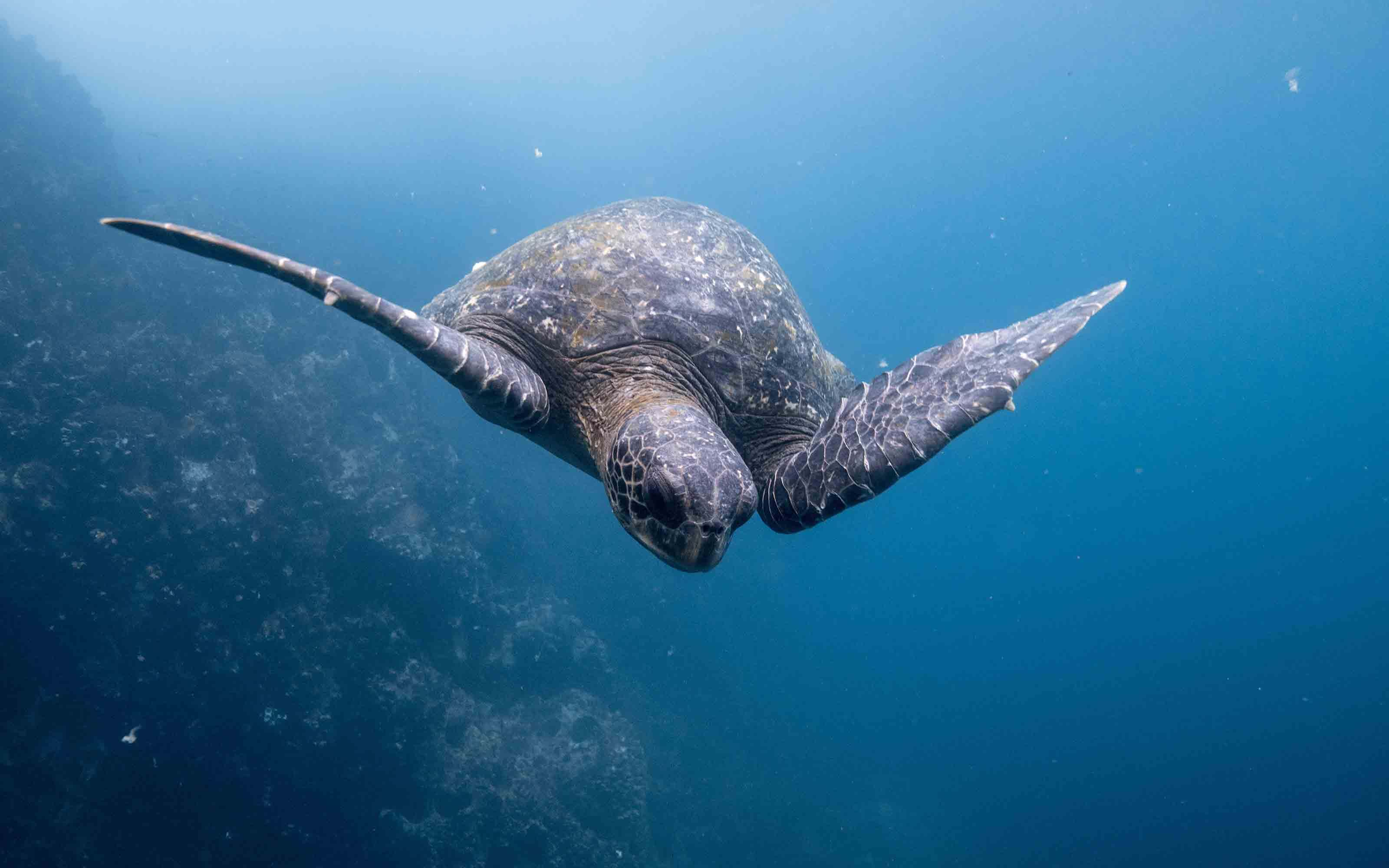 Sea turtle in the ocean