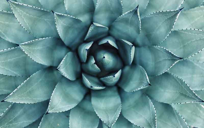 Pale green cactus flower