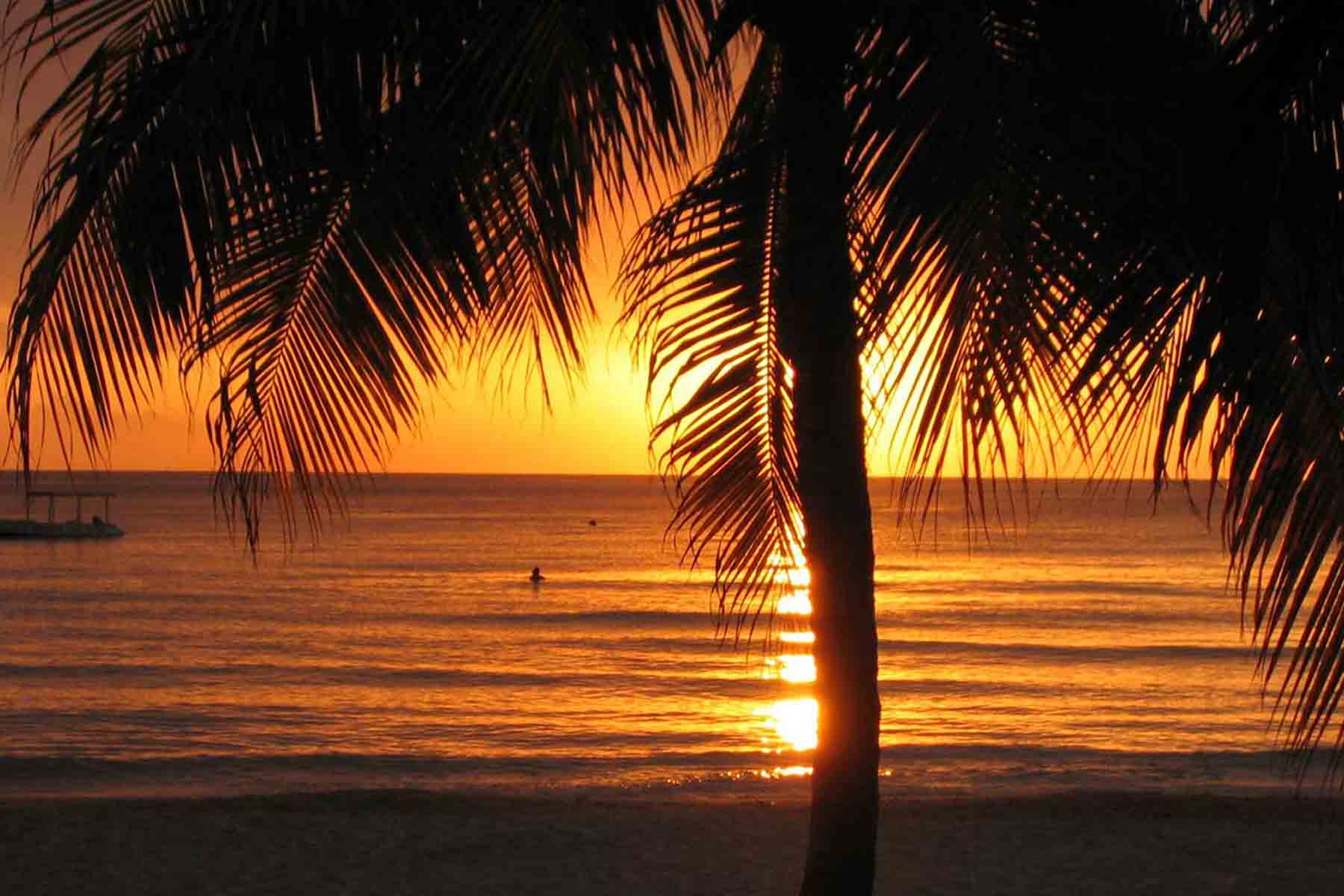 Palmtree silhouetted by the sunset on the beach