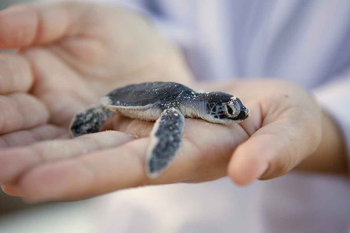 Baby sea turtle being held in person's hands