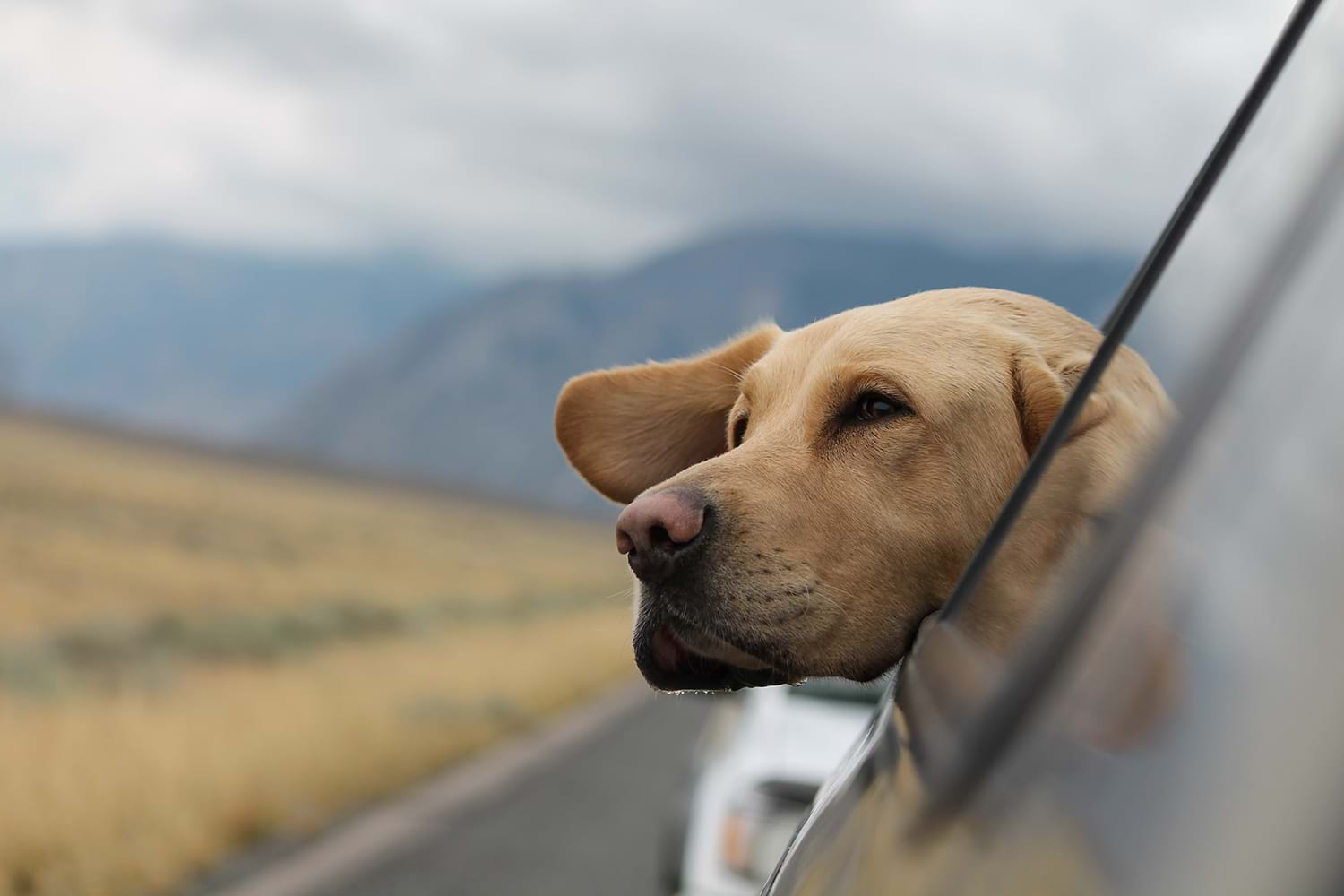 Dog sticking head out car window