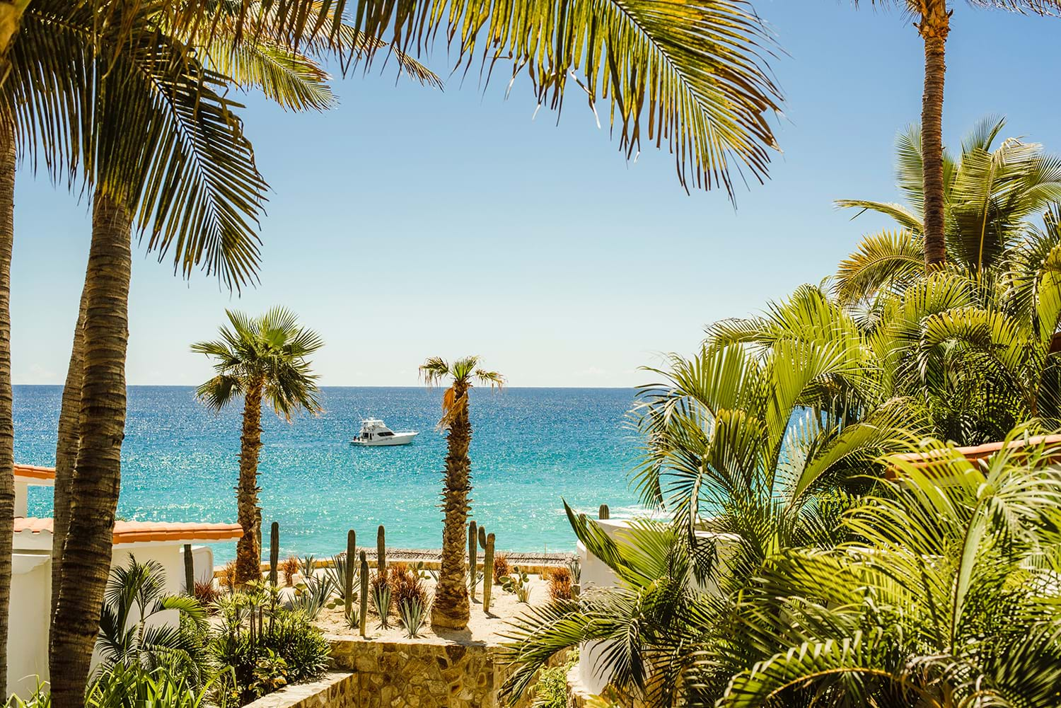 View through palm trees at ocean