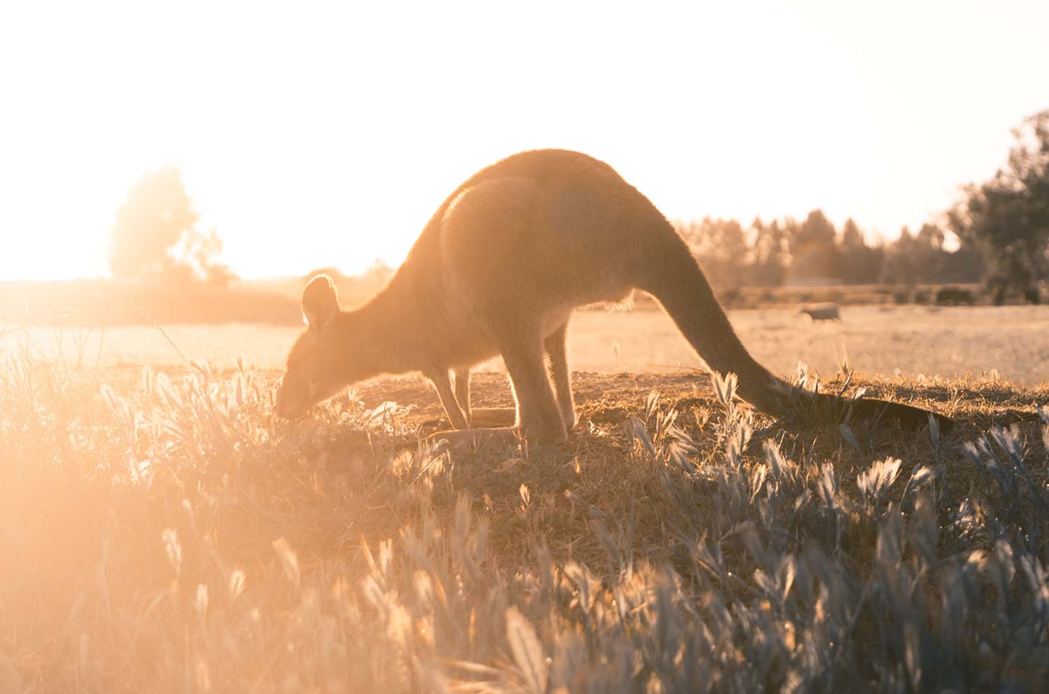 Kangaroo rooting through grass