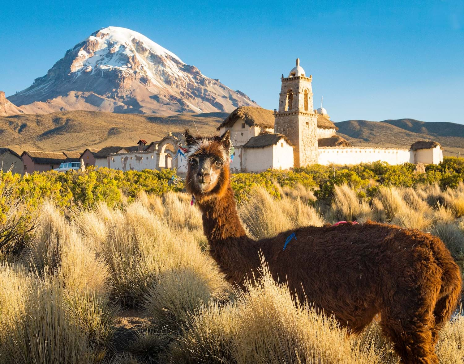 Brown alpaca grazing near village