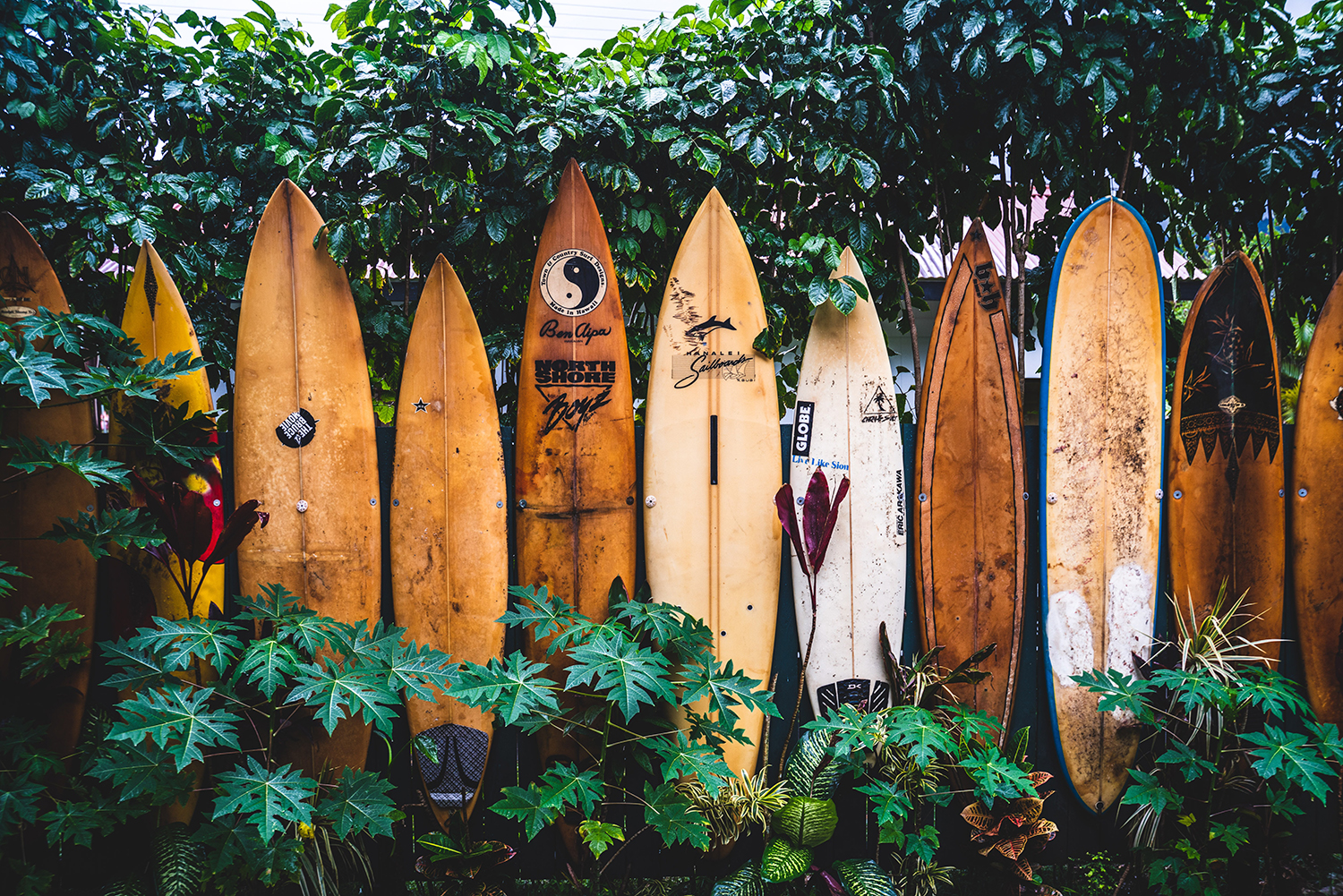 Row of surf boards standing up