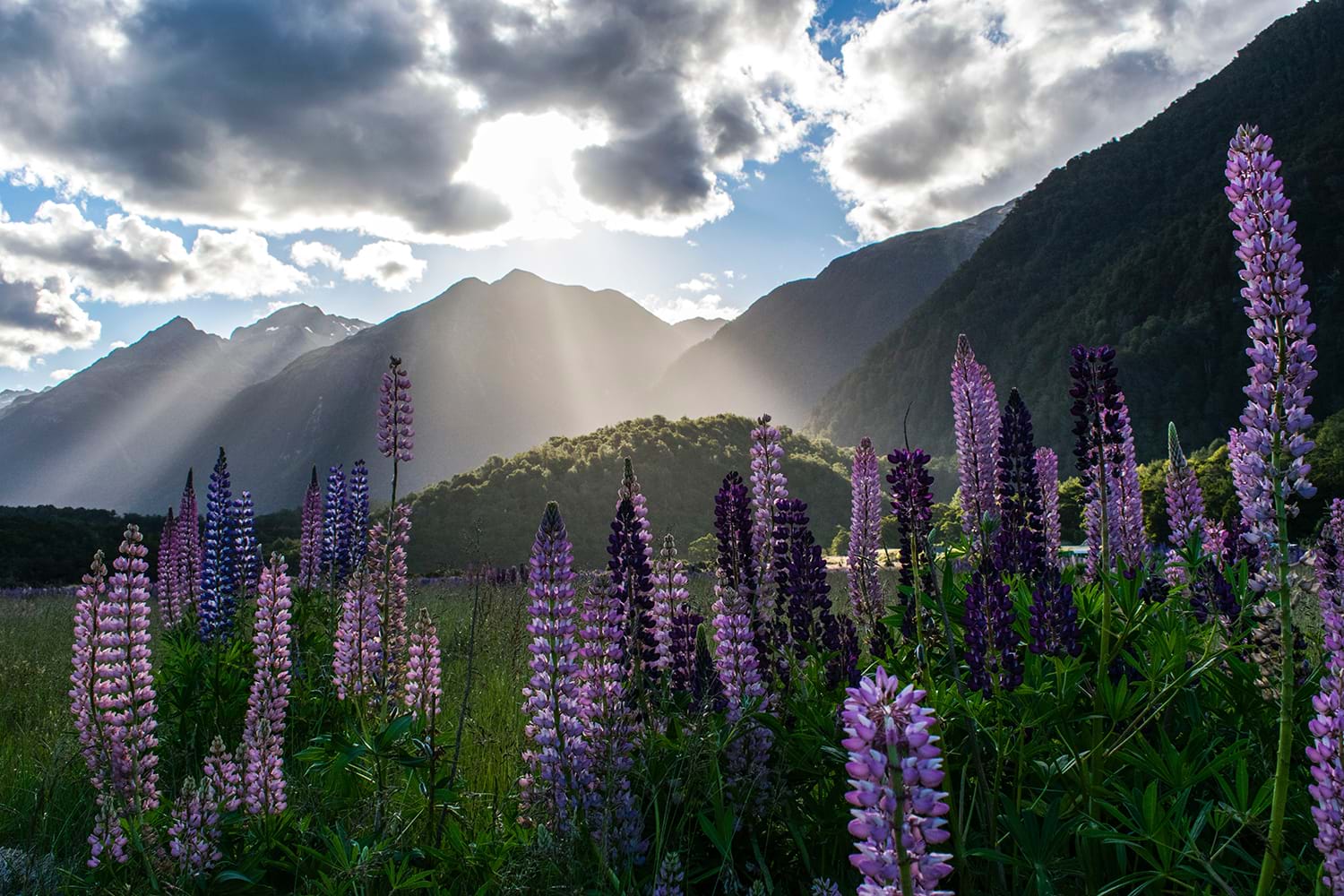 Field of purple wild flowers