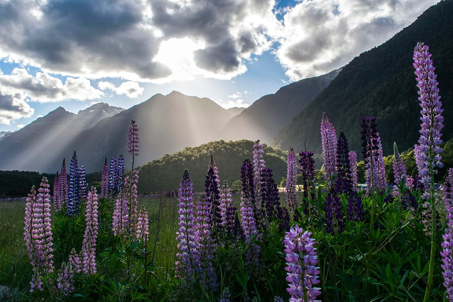 purple mountain flowers