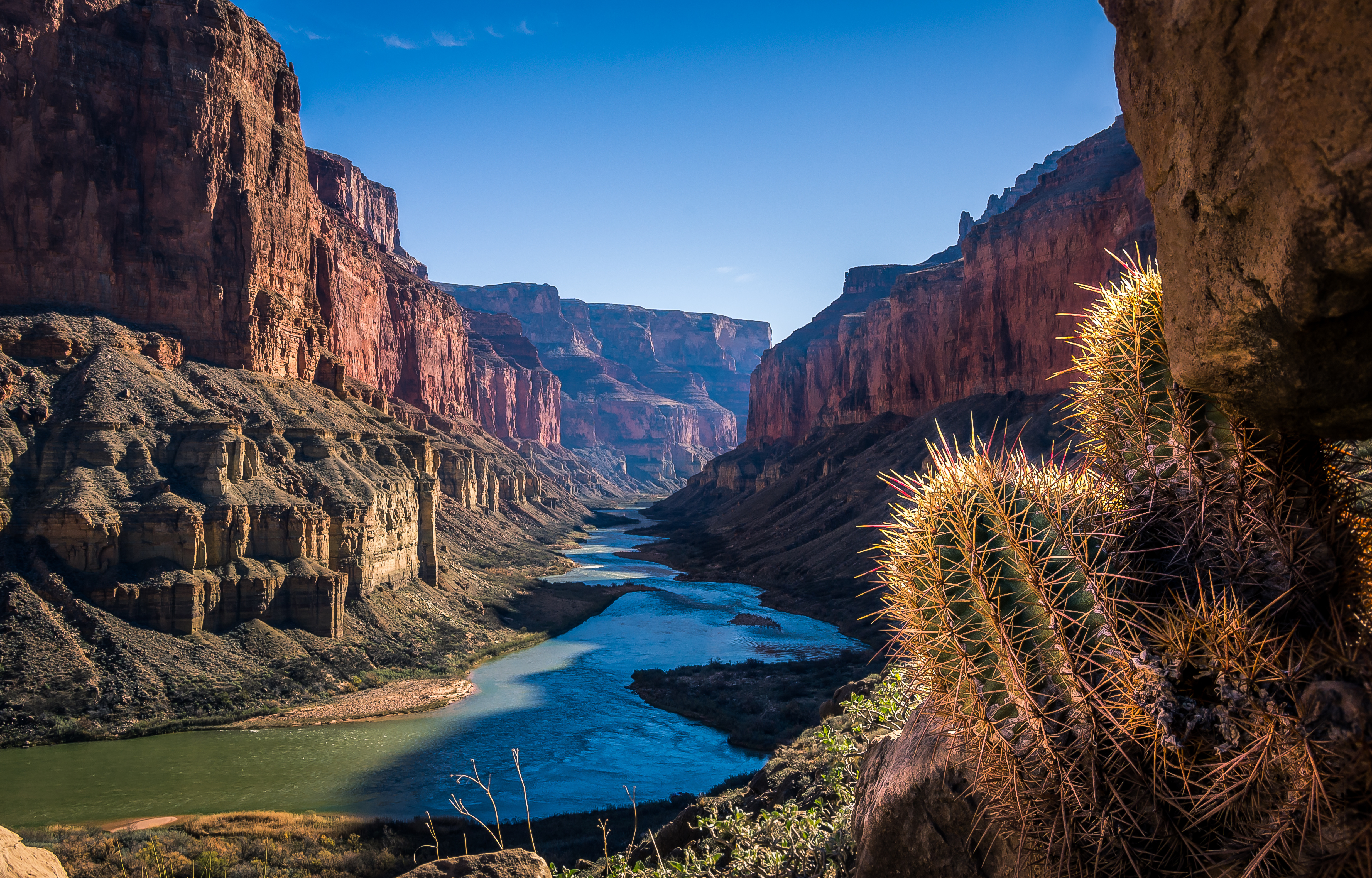 cactus in grand canyon