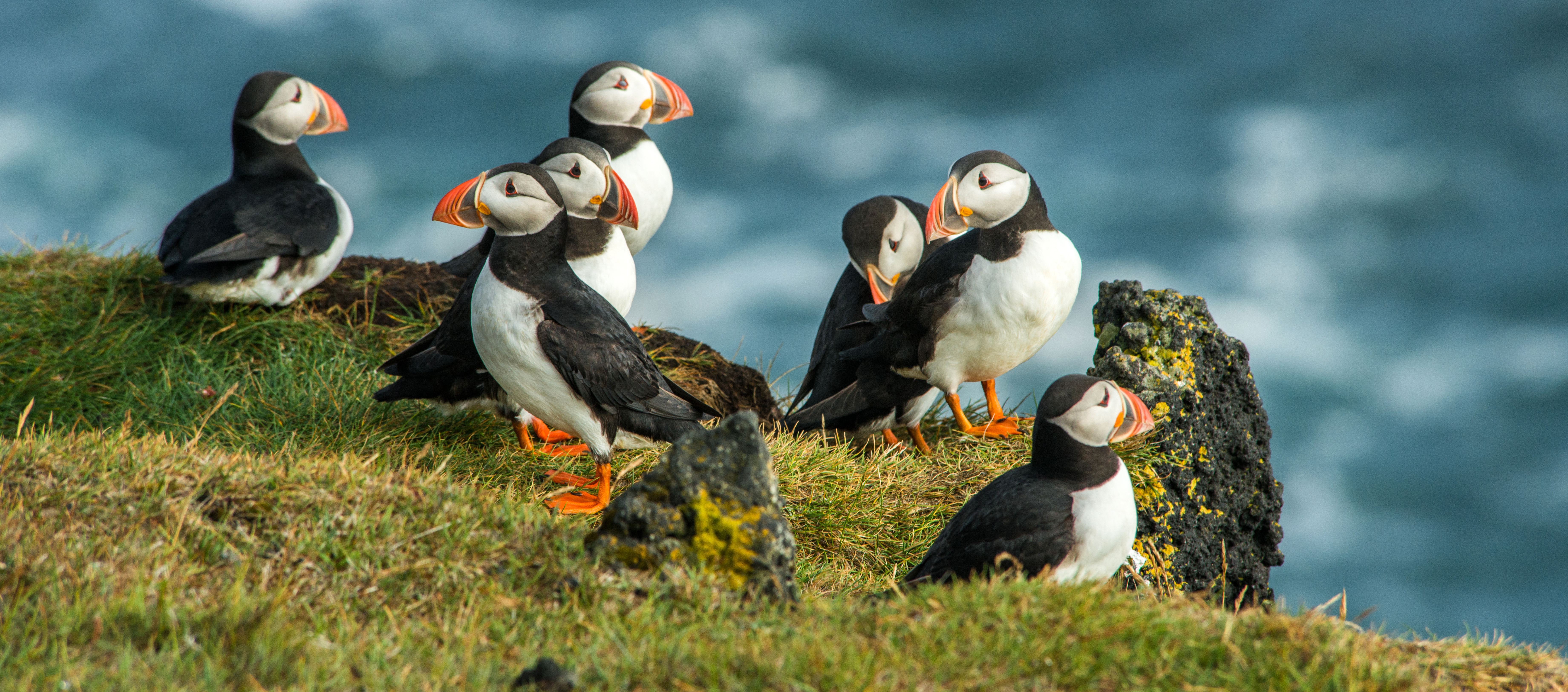 Puffins from Iceland coast
