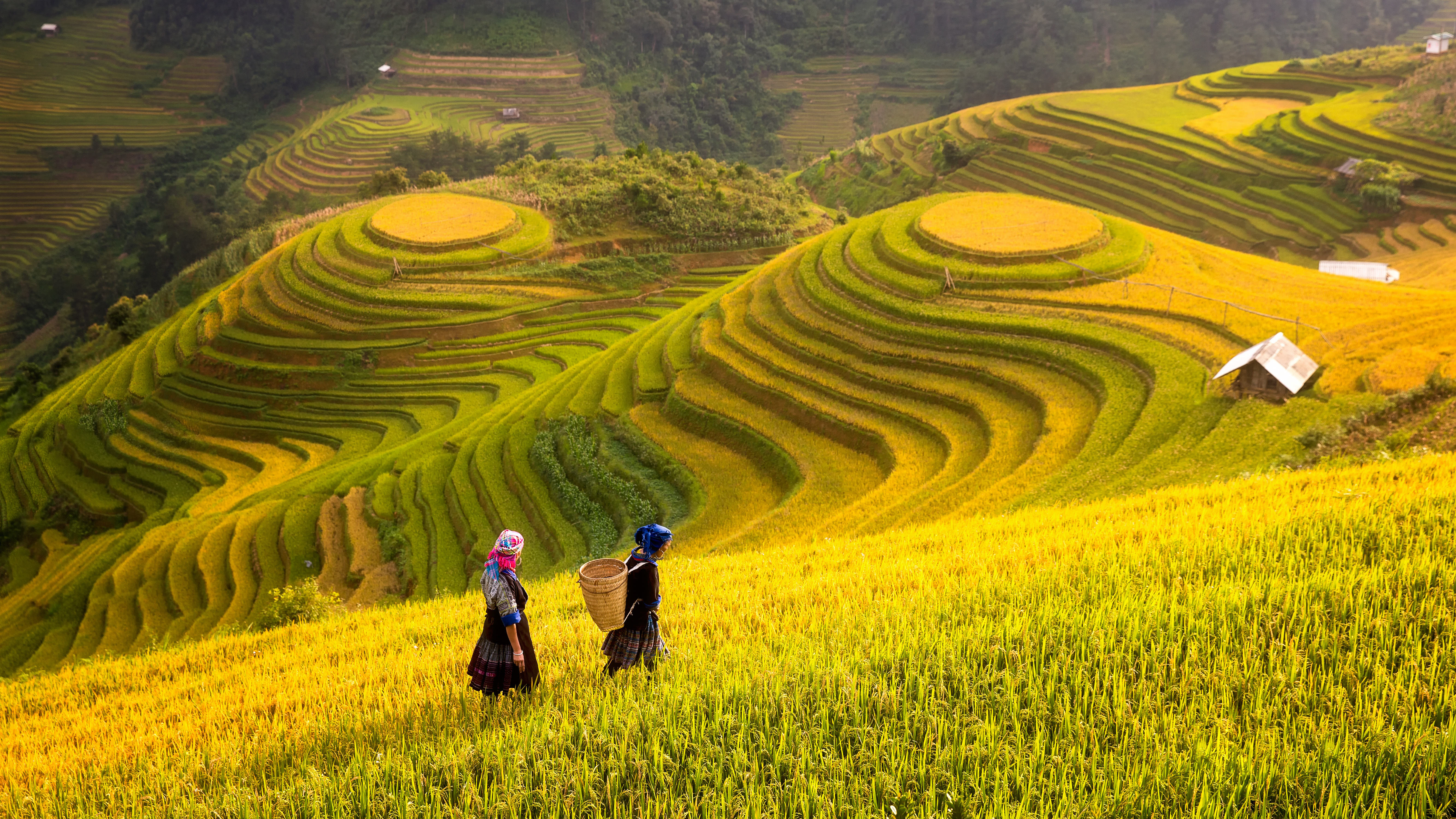 farmers walking through rice fields