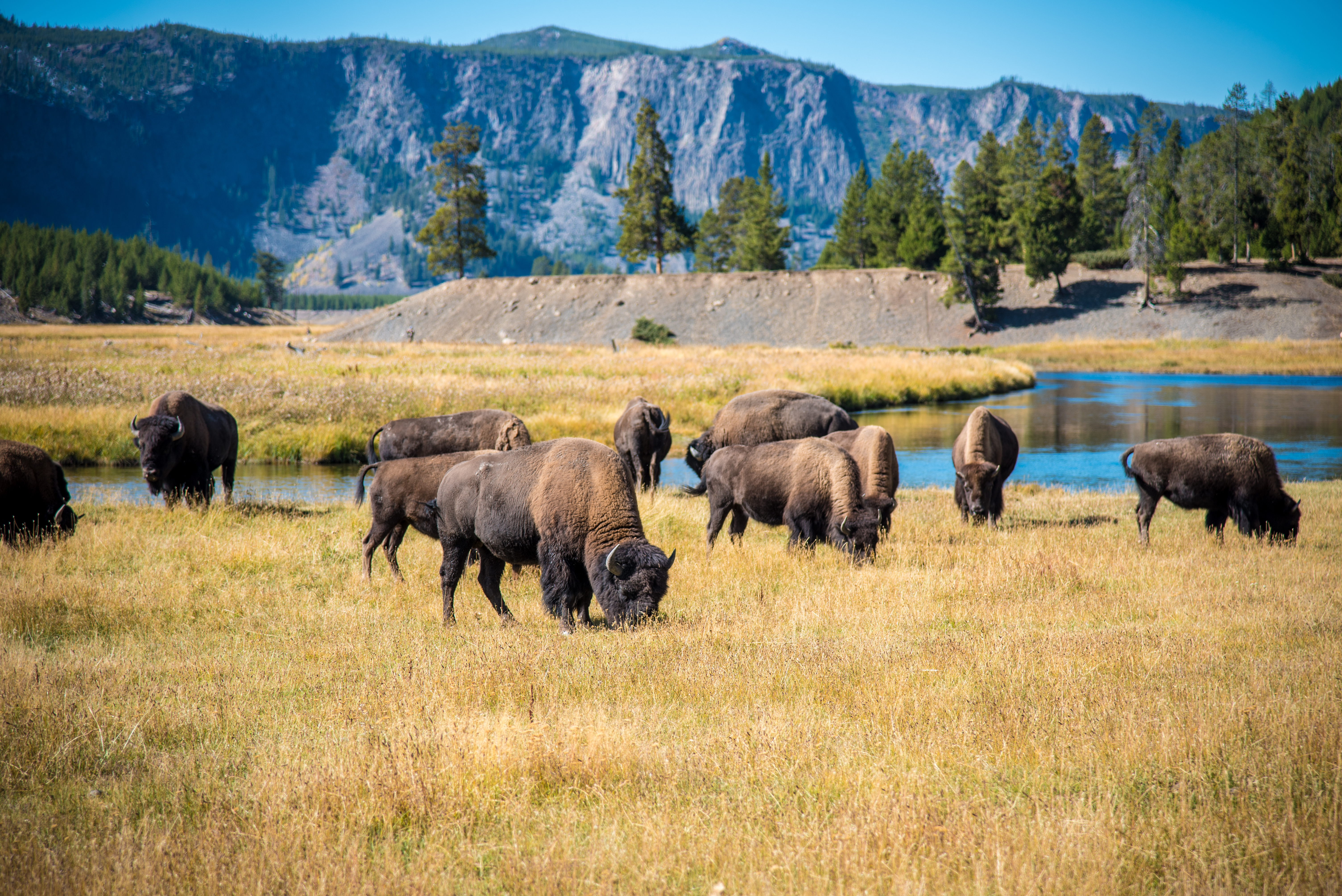 herd of bison grazing in field
