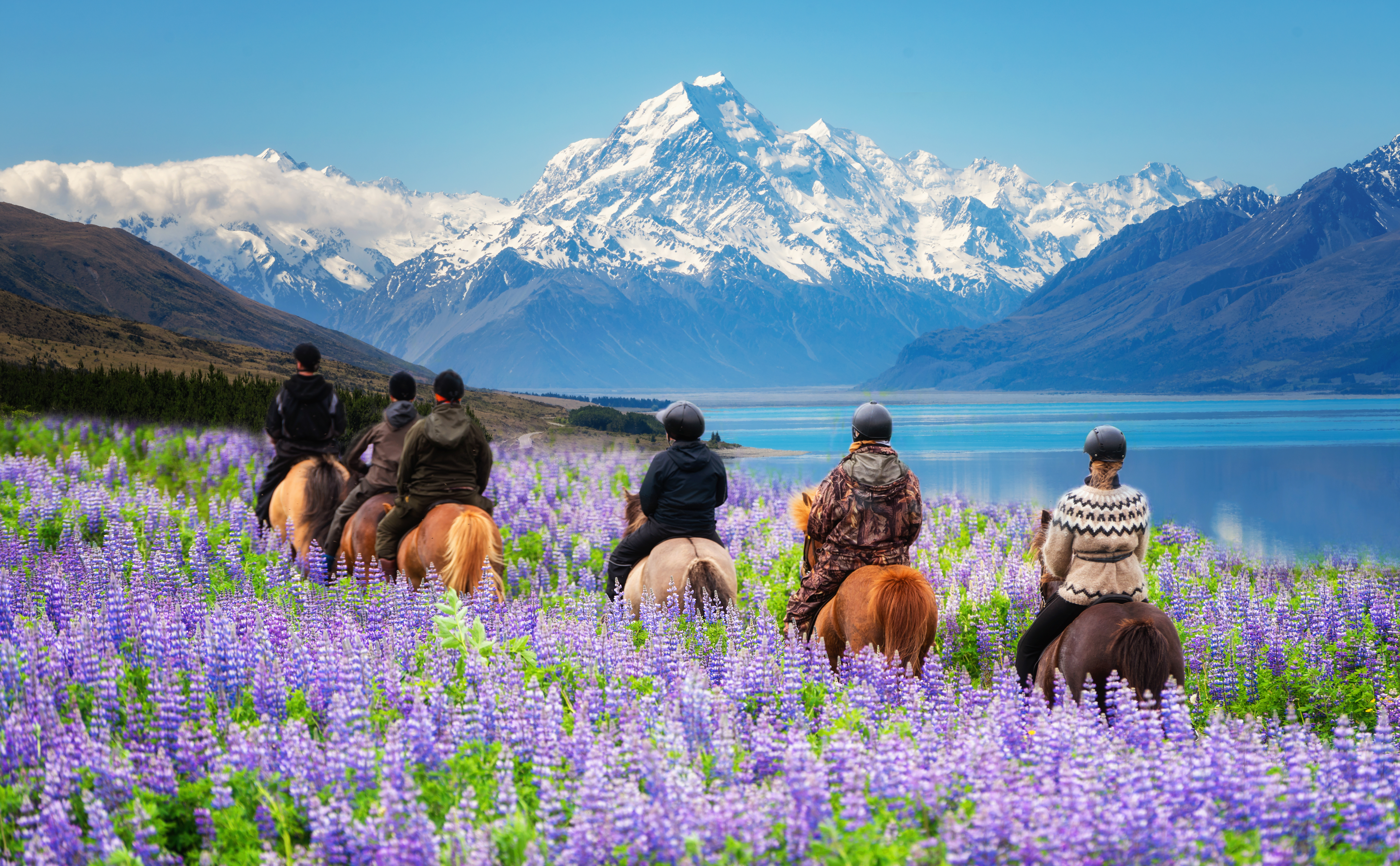 Riding horses through lupine flower field