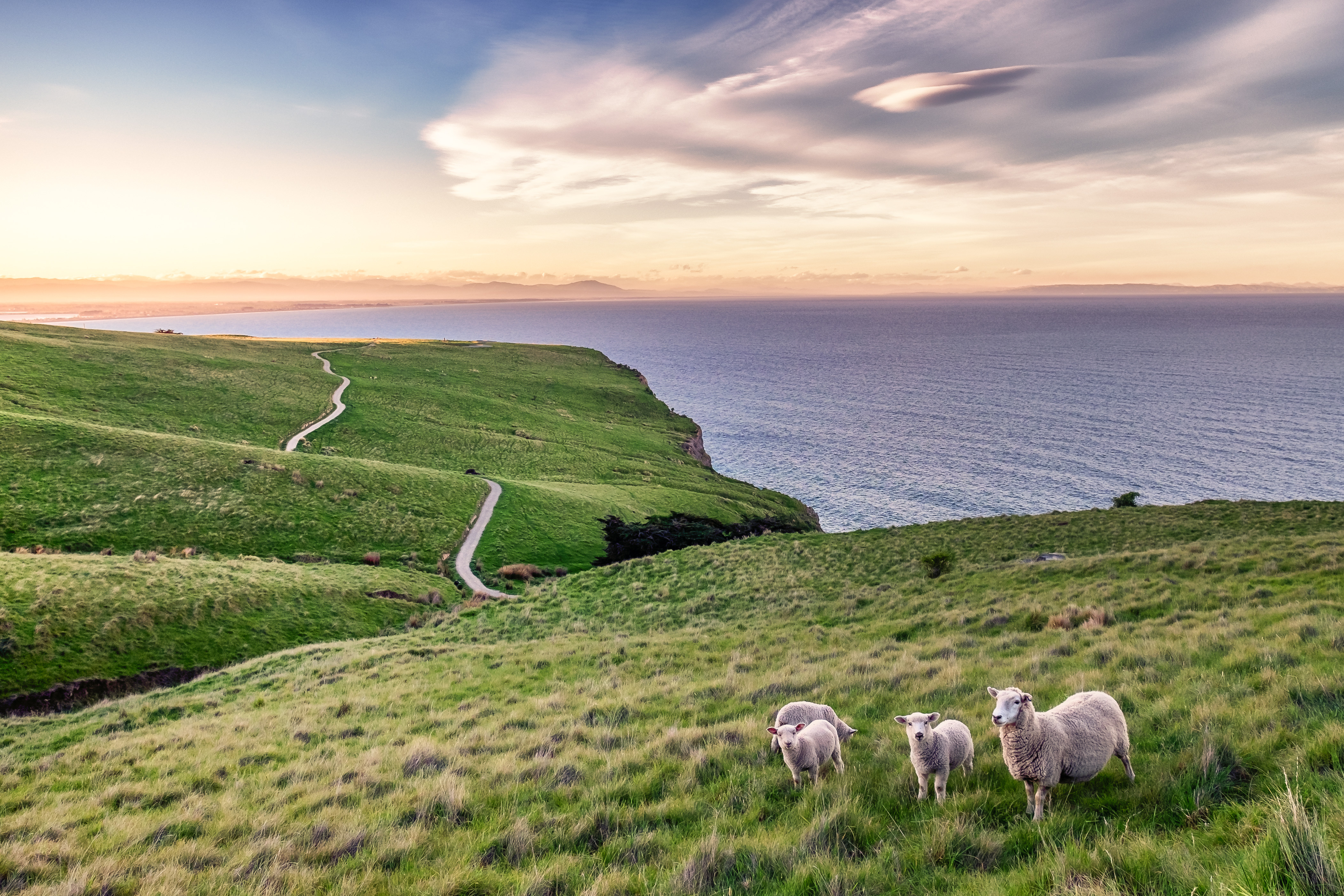 Small herd of sheep in South Island, New Zealand