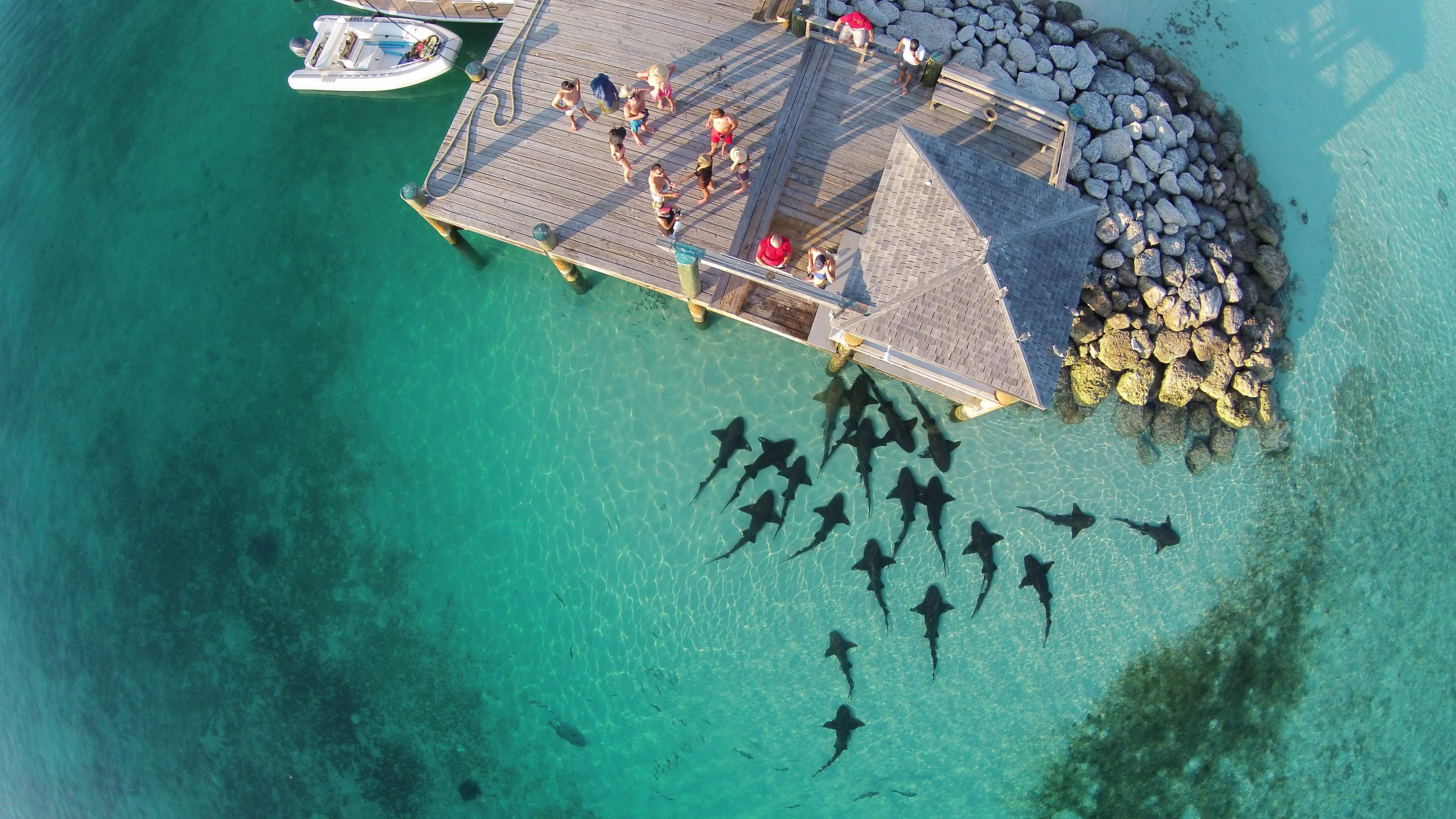 swarming nurse sharks by pier in the Bahamas