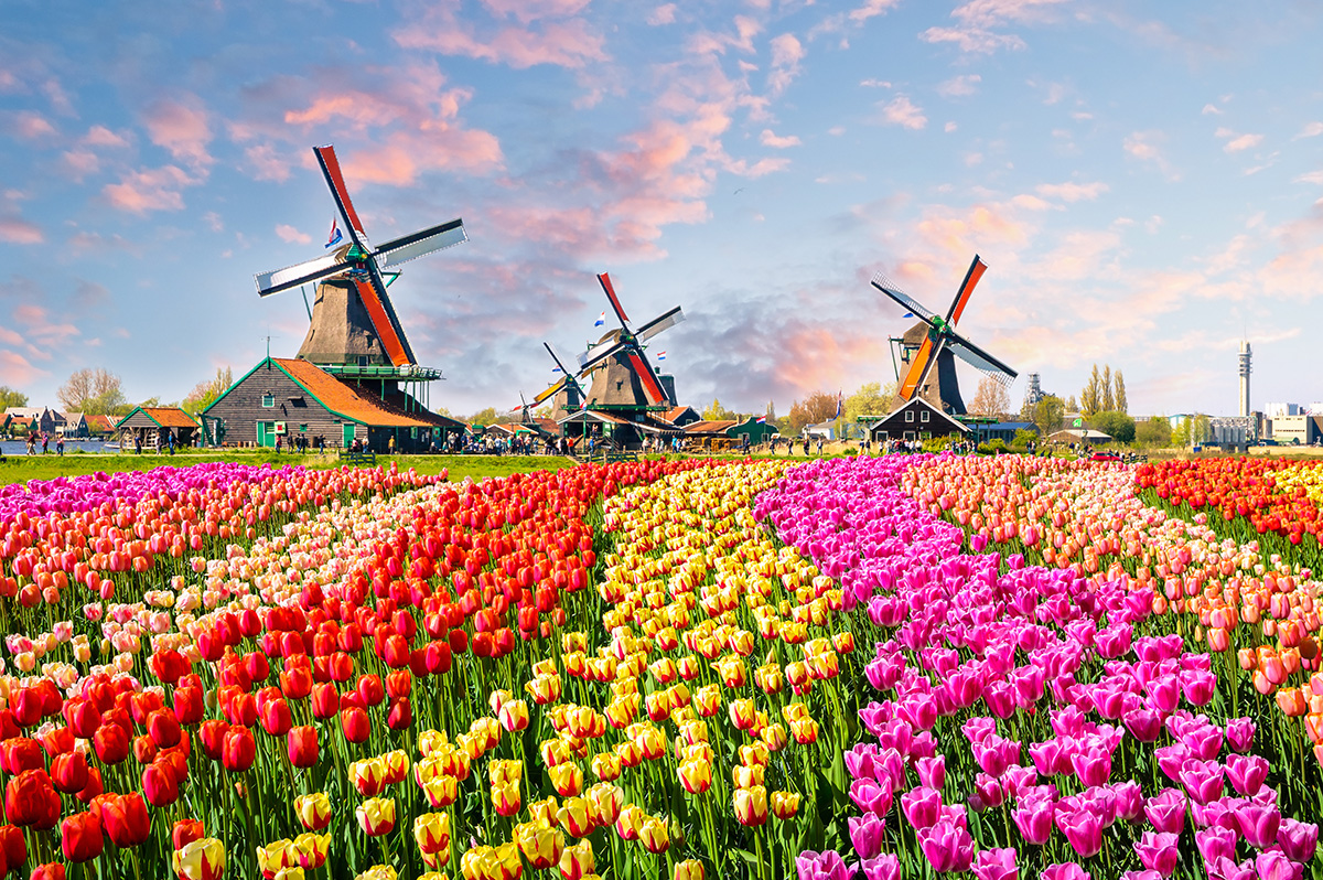 tulip field and windmills, Netherlands