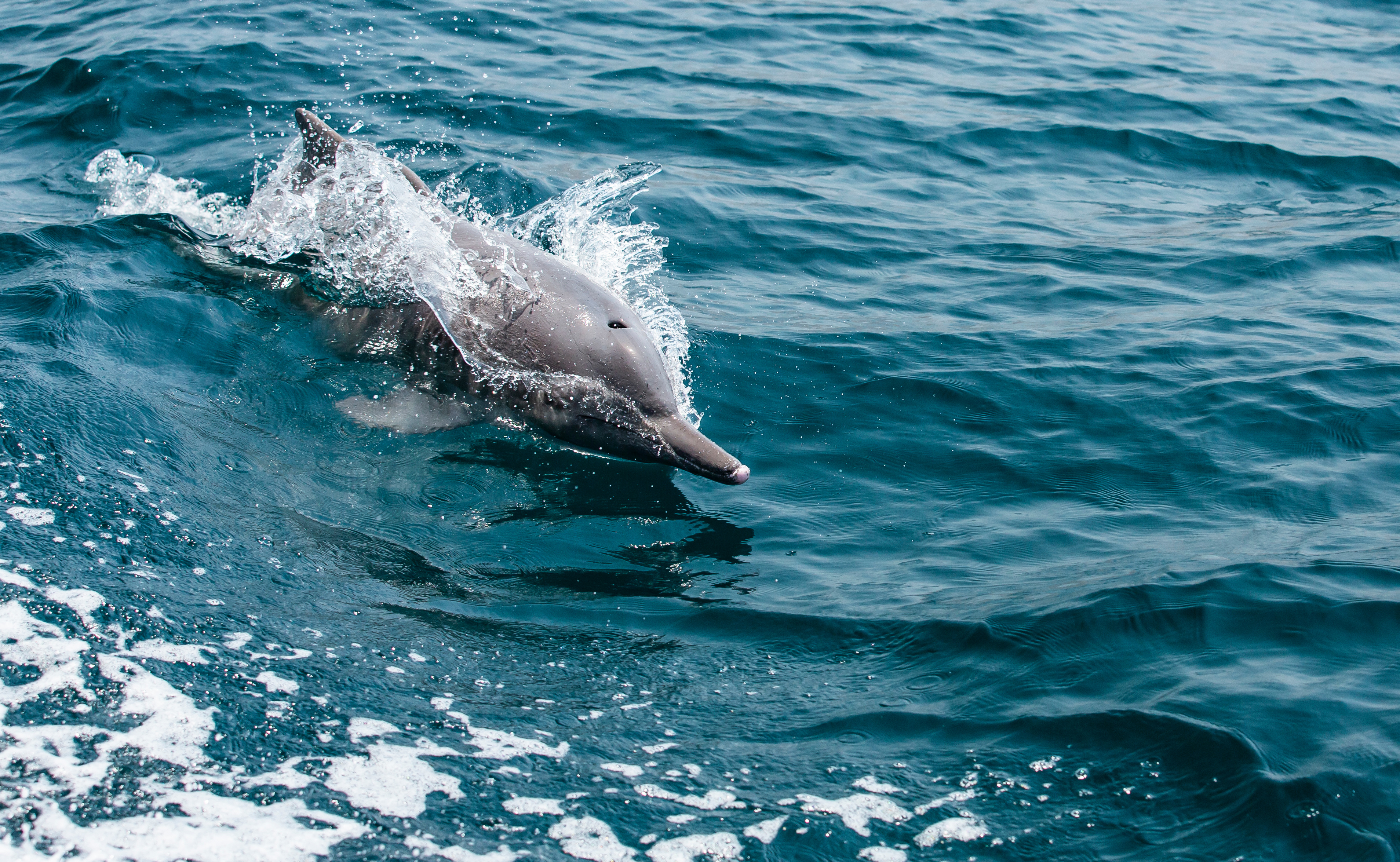 Playful dolphin in coastal waters