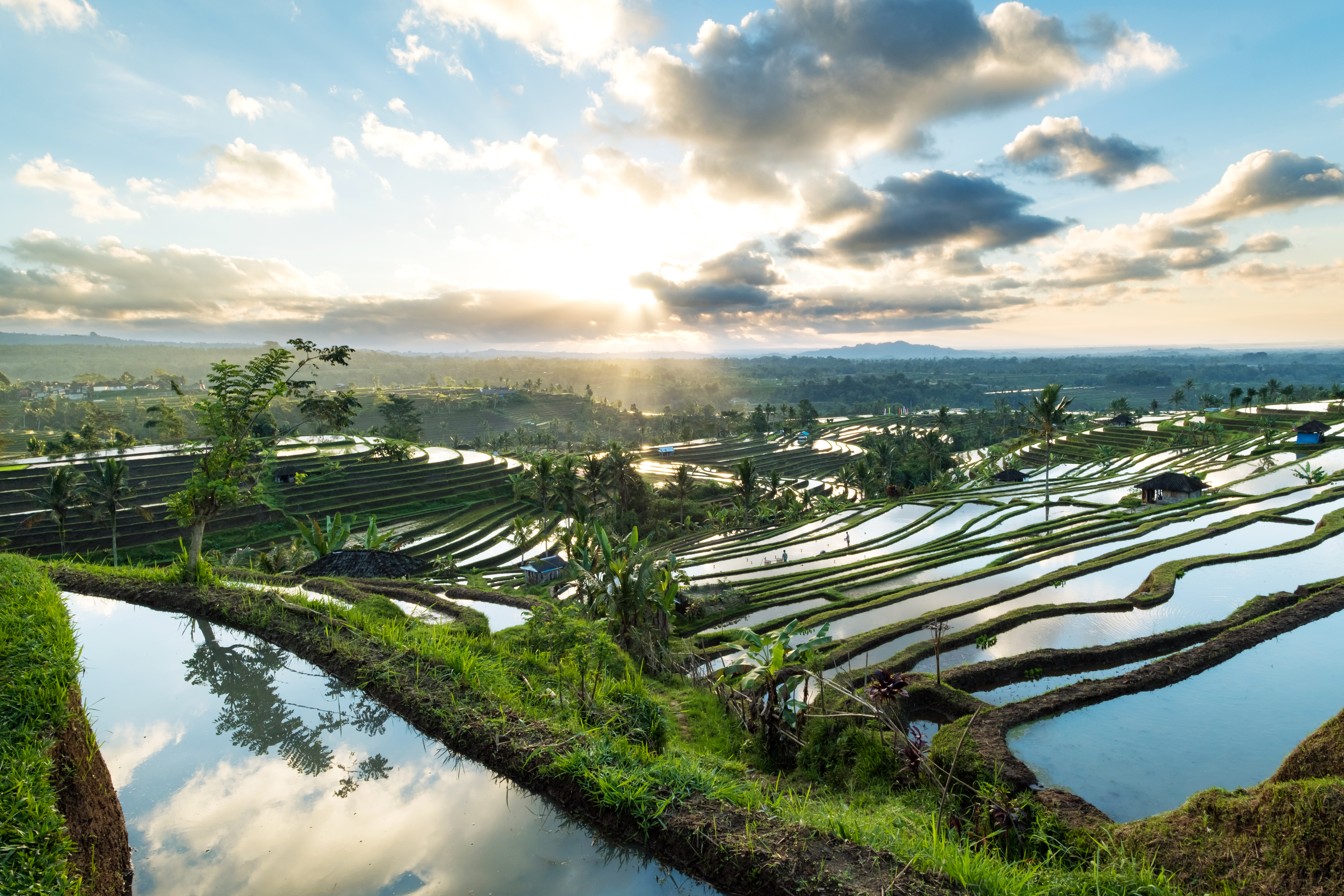 Rice terraces in Bali