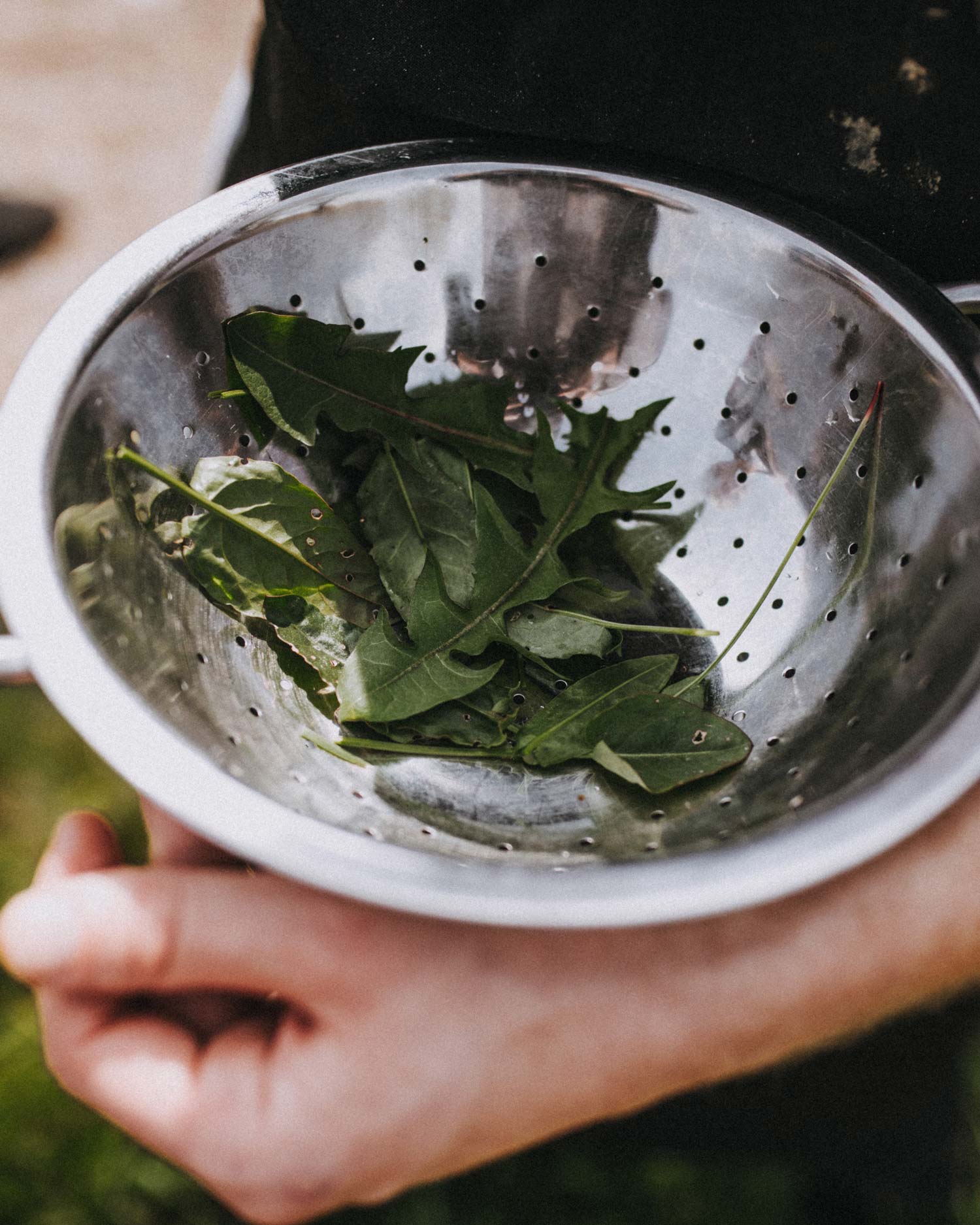 foraging for wild leaves