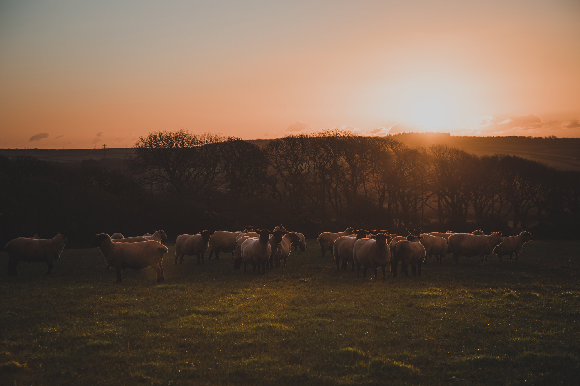 Nancarrow's Sheep