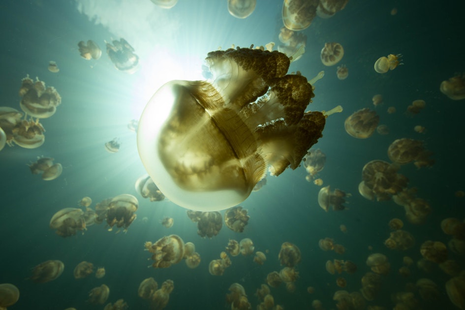 OceanX Evolution In Action Jellyfish Lake