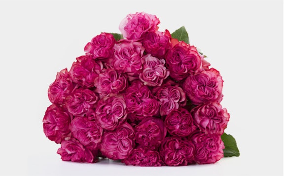 Large bouquet of vibrant pink roses with lush green leaves against a white background, showcasing a variety of shades and full blooms for a romantic setting.