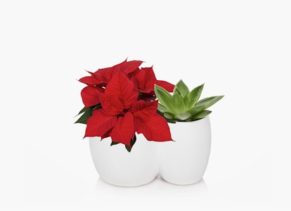 Vibrant red poinsettia and lush green succulent plant side by side in modern white pots against a clean white background, symbolizing minimalist home decor.