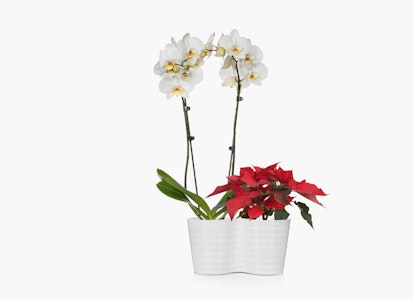 White orchid with multiple blooms on tall stems next to a red poinsettia plant in a white ribbed planter isolated on a white background.