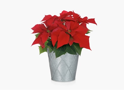 Vibrant red poinsettia plant with lush green leaves presented in a decorative silver metal pot, isolated on a white background for holiday decor.
