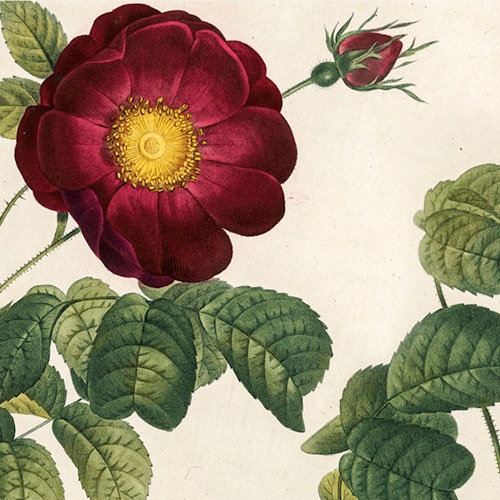 Vintage botanical illustration featuring a richly colored red rose with a yellow center, surrounded by detailed green leaves and a rosebud in the background.