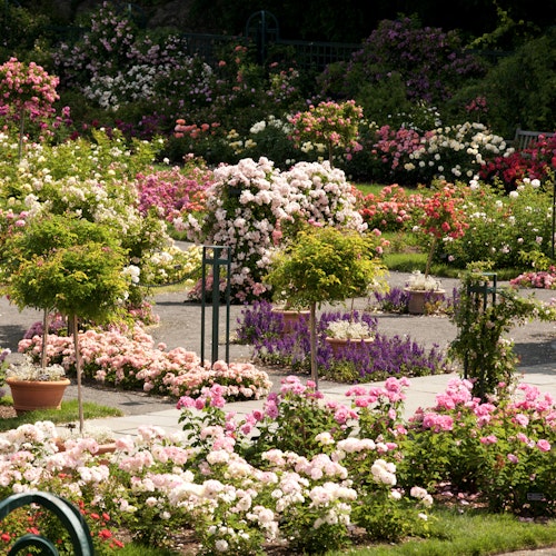 Beautifully manicured garden with vibrant pink and white roses, lush greenery, and purple flowers, under a sunny sky, with walking paths and a trellis.