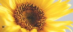 Close-up of a vibrant sunflower with bright yellow petals and a rich brown center against a soft-focus blue sky background, showcasing the natural beauty of summer flora.