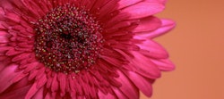 Close-up of a vibrant pink gerbera daisy with detailed focus on its intricate petals and the rich cluster of tiny stamens in its center against a warm coral background.