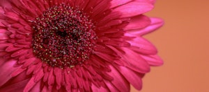 Close-up of a vibrant pink gerbera daisy with detailed focus on its intricate petals and the rich cluster of tiny stamens in its center against a warm coral background.
