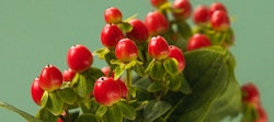 Vibrant red hypericum berries on a bush with lush green leaves against a soft green background, highlighting the plant's decorative appearance for gardening.